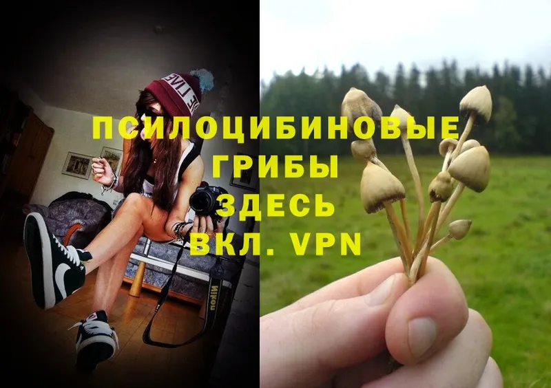 Псилоцибиновые грибы Magic Shrooms  Старый Оскол 